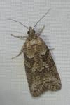 Cnephasia communana