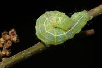 Cosmia trapezina