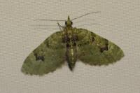 Chloroclystis v-ata