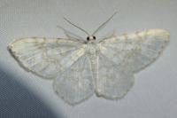 Asthena albulata