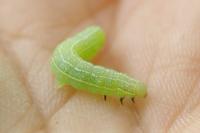 Cosmia pyralina