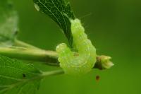Cosmia trapezina