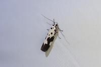 Ethmia quadrillella