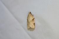 Clepsis spectrana