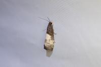 Notocelia cynosbatella
