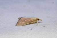 Nascia cilialis