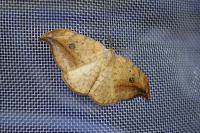 Drepana falcataria
