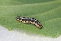 Philereme vetulata