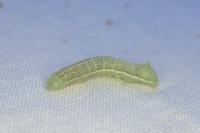 Amphipyra berbera/pyramidea