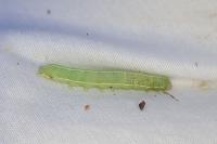 Orthosia