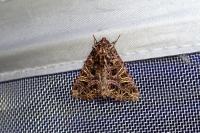 Sideridis rivularis