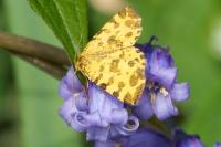 Pseudopanthera macularia