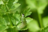 Tortrix viridana