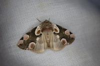 Thyatira batis