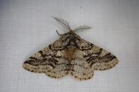 Lycia hirtaria