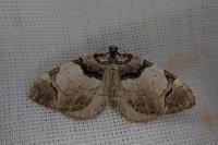 Anticlea derivata