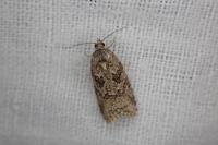 Cnephasia