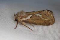 Korscheltellus lupulinus
