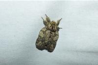Peridea anceps