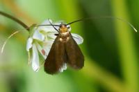 Cauchas rufimitrella