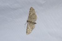 Eupithecia