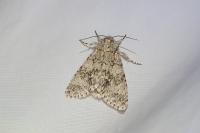 Acronicta megacephala