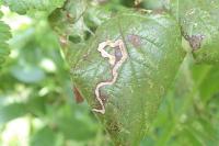 Stigmella aurella