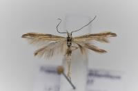 Coleophora albicosta