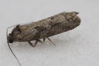 Cnephasia cupressivorana