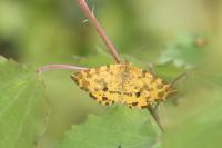Pseudopanthera macularia