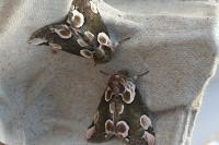 Thyatira batis