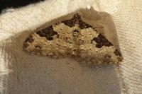 Xanthorhoe fluctuata