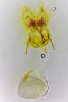 Cnephasia communana