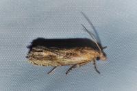 Eucosma cana