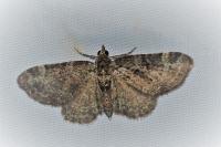 Pasiphila chloerata