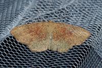 Cyclophora porata