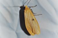Wittia sororcula