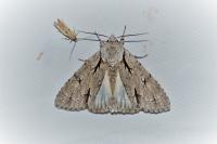 Acronicta psi/tridens