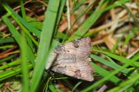 Agrotis puta