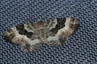Epirrhoe alternata