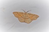 Cyclophora punctaria