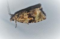 Celypha lacunana