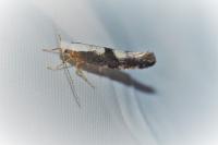Argyresthia spinosella