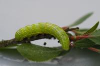 Cosmia pyralina