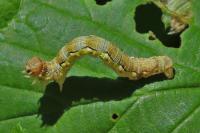 Erannis defoliaria