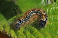 Malacosoma neustria