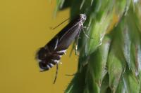 Glyphipterix simpliciella