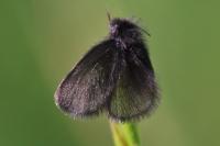 Epichnopterix plumella