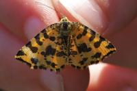 Pseudopanthera macularia