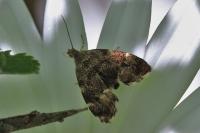 Anthophila fabriciana